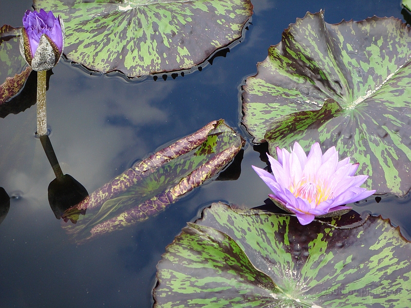 280 Longwood Gardens [2008 August 23].JPG - Longwood Gardens in Pennsylvania